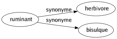 Synonyme de Ruminant : Herbivore Bisulque 