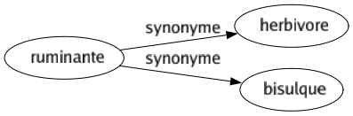 Synonyme de Ruminante : Herbivore Bisulque 