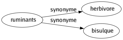 Synonyme de Ruminants : Herbivore Bisulque 