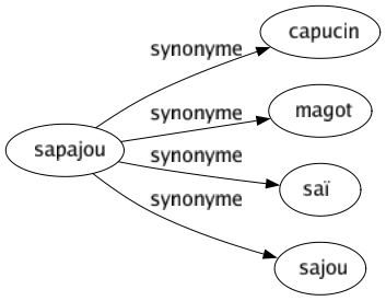 Synonyme de Sapajou : Capucin Magot Saï Sajou 