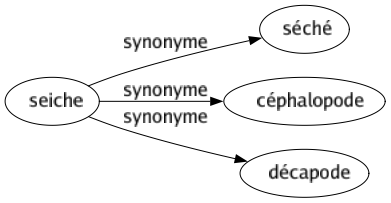Synonyme de Seiche : Séché Céphalopode Décapode 