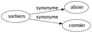 Synonyme de Sorbiers : Alisier Cormier 