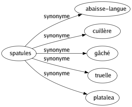 Synonyme de Spatules : Abaisse-langue Cuillère Gâché Truelle Platalea 