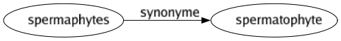 Synonyme de Spermaphytes : Spermatophyte 