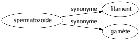 Synonyme de Spermatozoïde : Filament Gamète 