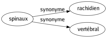 Synonyme de Spinaux : Rachidien Vertébral 