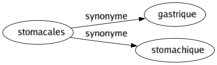 Synonyme de Stomacales : Gastrique Stomachique 