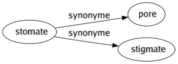 Synonyme de Stomate : Pore Stigmate 