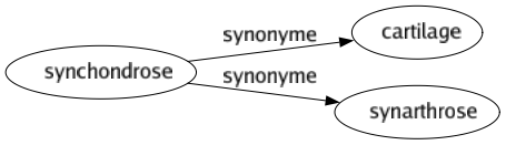 Synonyme de Synchondrose : Cartilage Synarthrose 