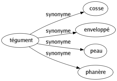 Synonyme de Tégument : Cosse Enveloppé Peau Phanère 