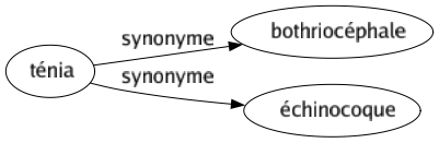 Synonyme de Ténia : Bothriocéphale Échinocoque 