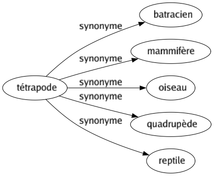 Synonyme de Tétrapode : Batracien Mammifère Oiseau Quadrupède Reptile 