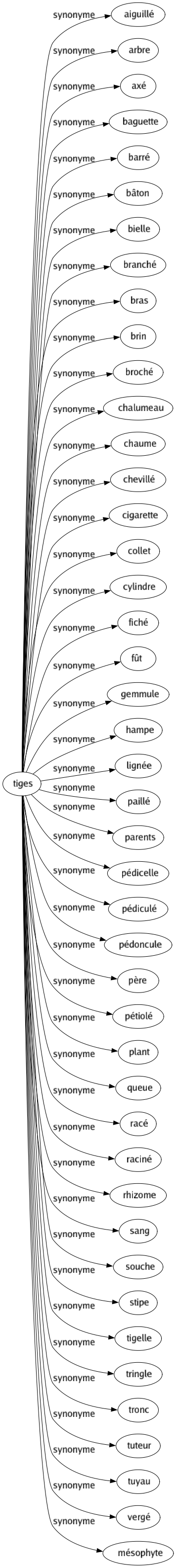 Synonyme de Tiges : Aiguillé Arbre Axé Baguette Barré Bâton Bielle Branché Bras Brin Broché Chalumeau Chaume Chevillé Cigarette Collet Cylindre Fiché Fût Gemmule Hampe Lignée Paillé Parents Pédicelle Pédiculé Pédoncule Père Pétiolé Plant Queue Racé Raciné Rhizome Sang Souche Stipe Tigelle Tringle Tronc Tuteur Tuyau Vergé Mésophyte 