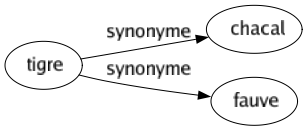 Synonyme de Tigre : Chacal Fauve 