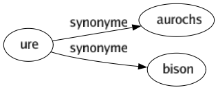 Synonyme de Ure : Aurochs Bison 