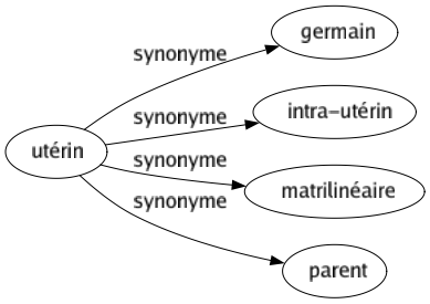Synonyme de Utérin : Germain Intra-utérin Matrilinéaire Parent 