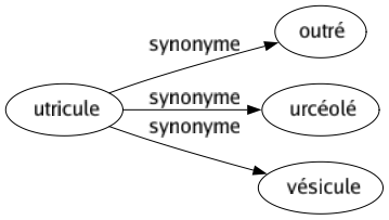 Synonyme de Utricule : Outré Urcéolé Vésicule 