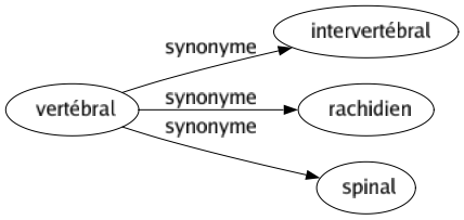 Synonyme de Vertébral : Intervertébral Rachidien Spinal 