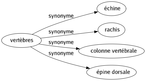 Synonyme de Vertèbres : Échine Rachis Colonne vertébrale Épine dorsale 