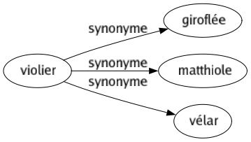 Synonyme de Violier : Giroflée Matthiole Vélar 