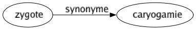 Synonyme de Zygote : Caryogamie 